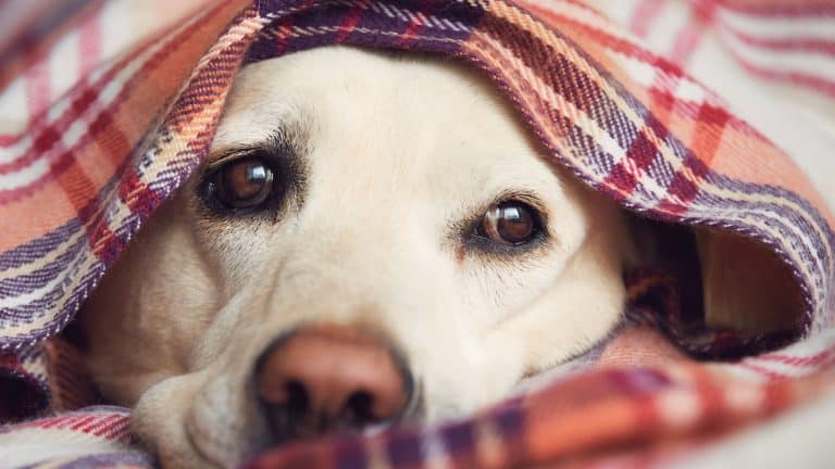 Dog wrapped in blanket. Sad look of waiting labrador retriever.