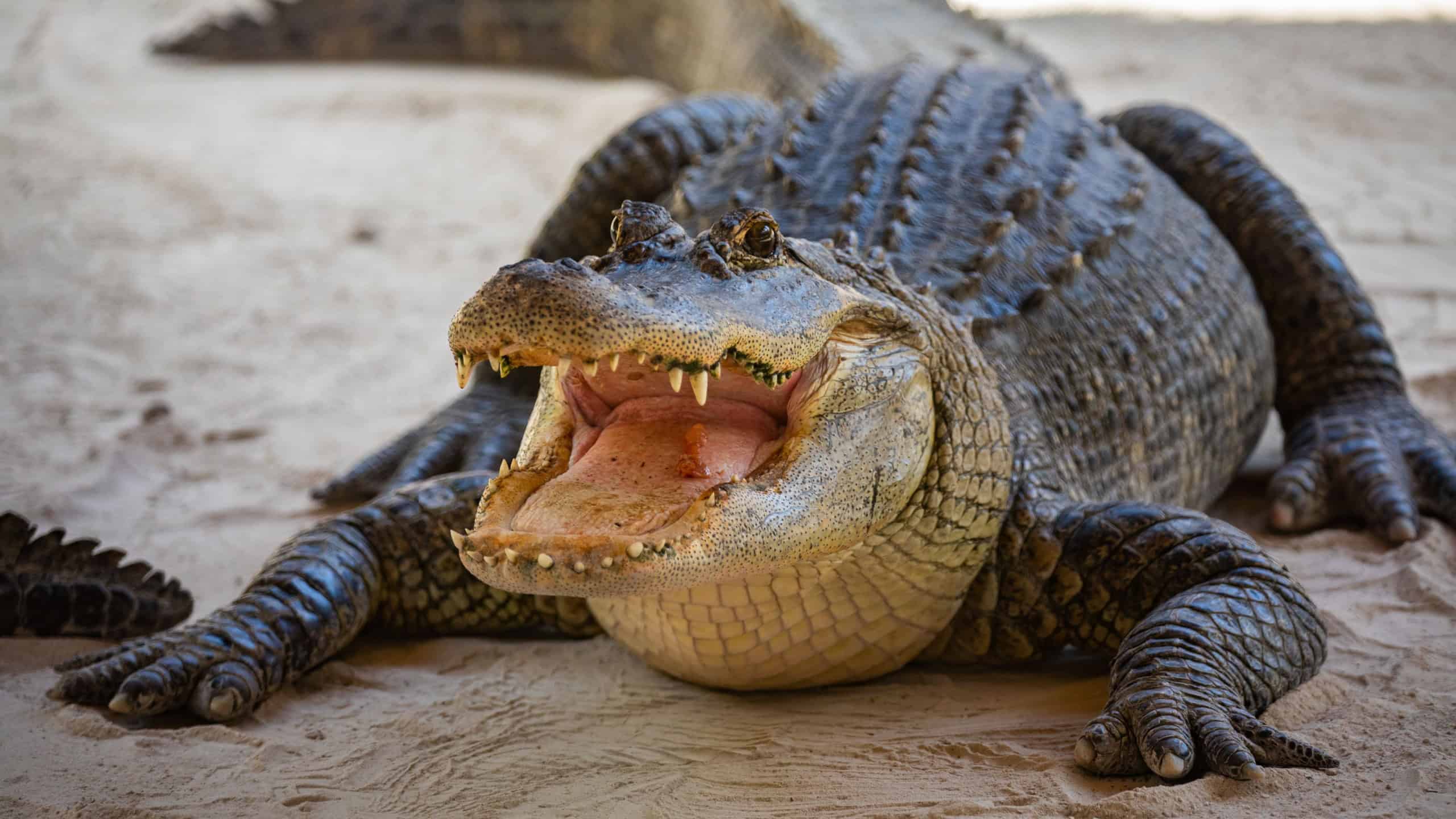American Alligator head in Florida swamps. Everglades National Park. Florida. USA.