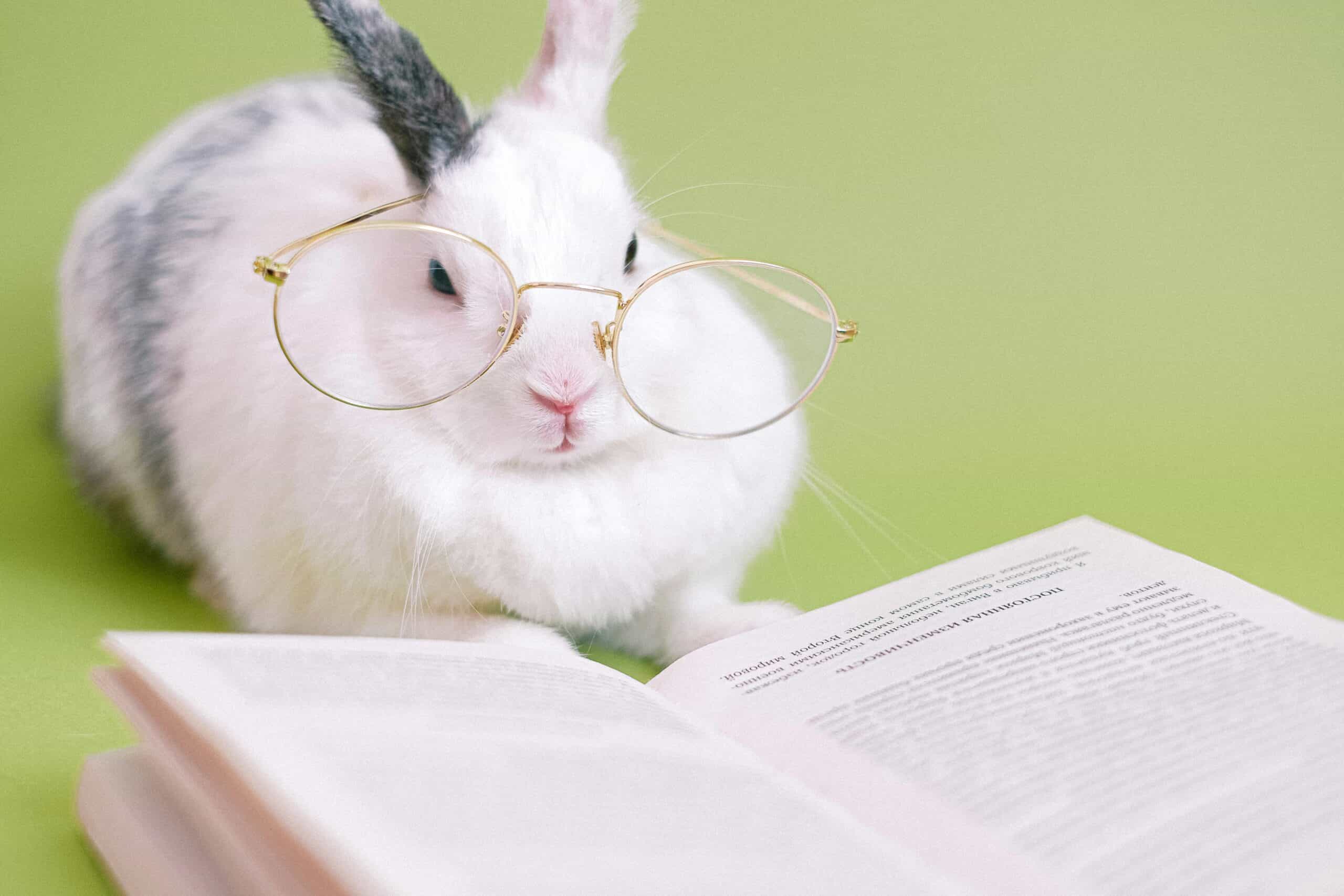 Cute White Fluffy Rabbit With Eyeglasses