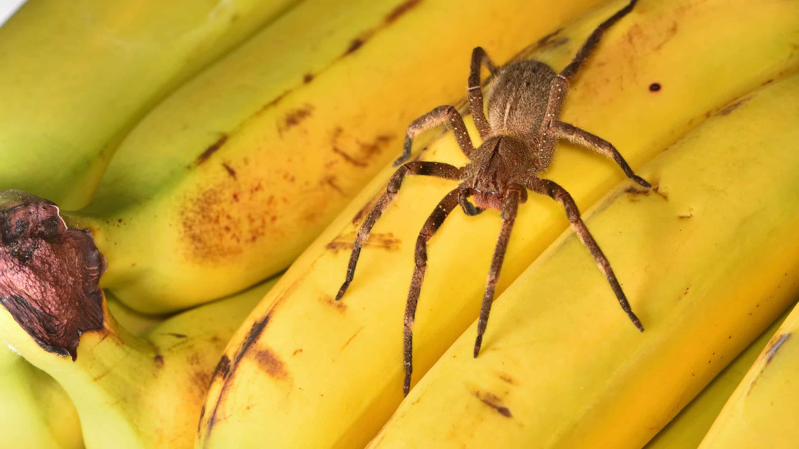 Closeup of the infamous Brazilian wandering or banana spider Phoneutria nigriventer (Araneae: Ctenidae), a medically important spider photographed on yellow bananas.